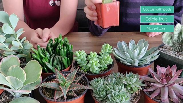 What Succulents Are Safe For Cats and Dogs?? | Toxic & Non-toxic Succulents| Pet Friendly Succulent смотреть онлайн