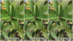 Huawei Mate 60 Pro Plus Vs iPhone 15 Pro Vs Xiaomi 13 Ultra Camera Test Comparison