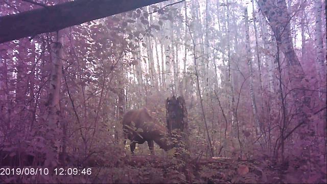 Солончак для лосей