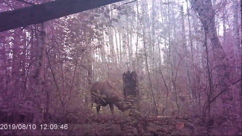 Солончак для лосей