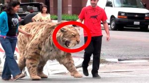 Вымершие и живые  саблезубые животные