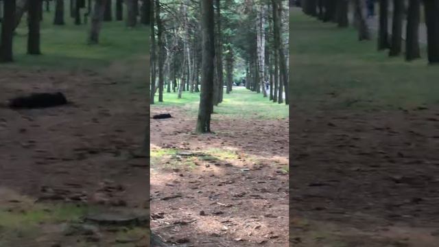Утро природа 🌳 звуки природы Асмр с природой ☀️😂
