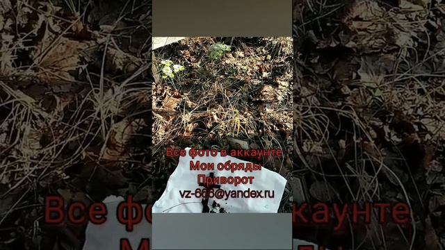 #любовь #приворот #навсегда Черное #венчание #таро Черный обряд