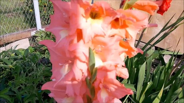 Обзор гладиолусов в моем саду, детки гладиолусов смотреть онлайн