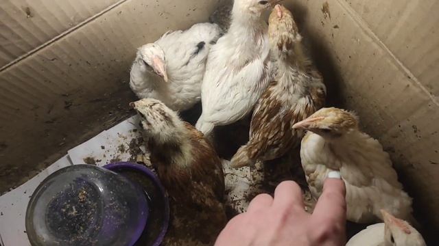 Щи - мой рецепт. целый день готовим и едим.