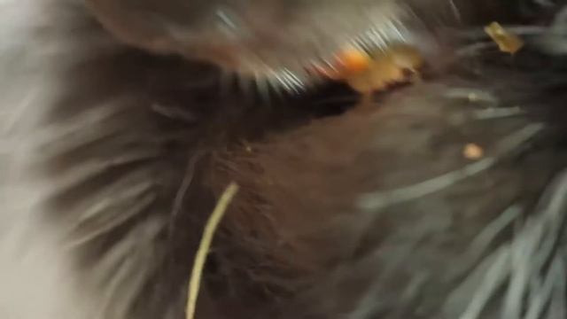 10 Animals That Could Defeat A Python