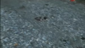 Охота на МЕДВЕДЯ на Колыме!