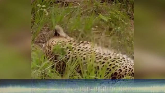 КОЛЛЕКТОРЫ ПОЖАЛУЙСТА ПОСЛУШАЙТЕ ЭТО ВАМ НЕ ПОНРАВИТСЯ | Как не платить кредит | Кузнецов | Аллиам смотреть онлайн