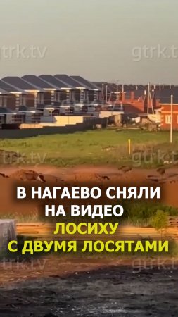 В Нагаево сняли на видео лосиху с двумя лосятами