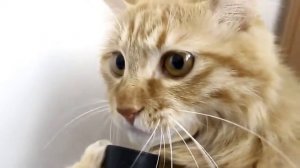 Кота засосало в пылесос! ЖЕСТЬ! ОЧЕНЬ СТРАШНО!