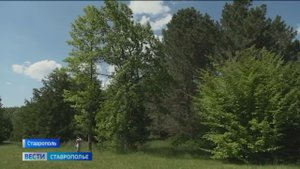 В Ставрополе расцвело редкое тюльпановое дерево