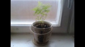 Выращиваем Акацию