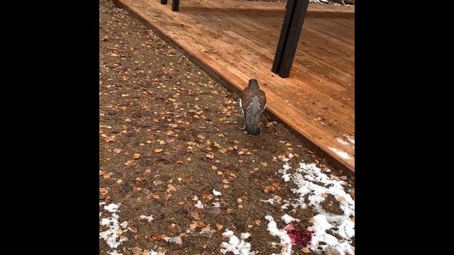 Заповедник столбы: Забрался на скалу "Дед" и встретил животных