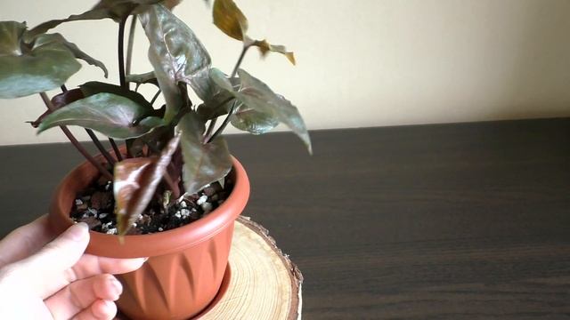 Мои Сингониумы + новинки Сингониумов | Декоротивно-лиственные растения