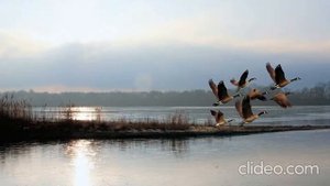 Звук, где стая гусей взлетают с озера.The sound of a flock of geese taking off from the lake.