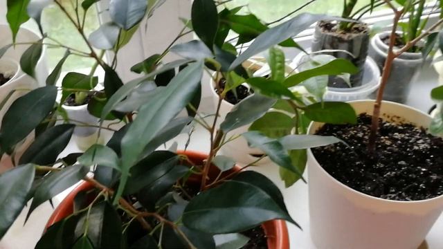 Комнатные растения. Обзор. Новиночки смотреть онлайн