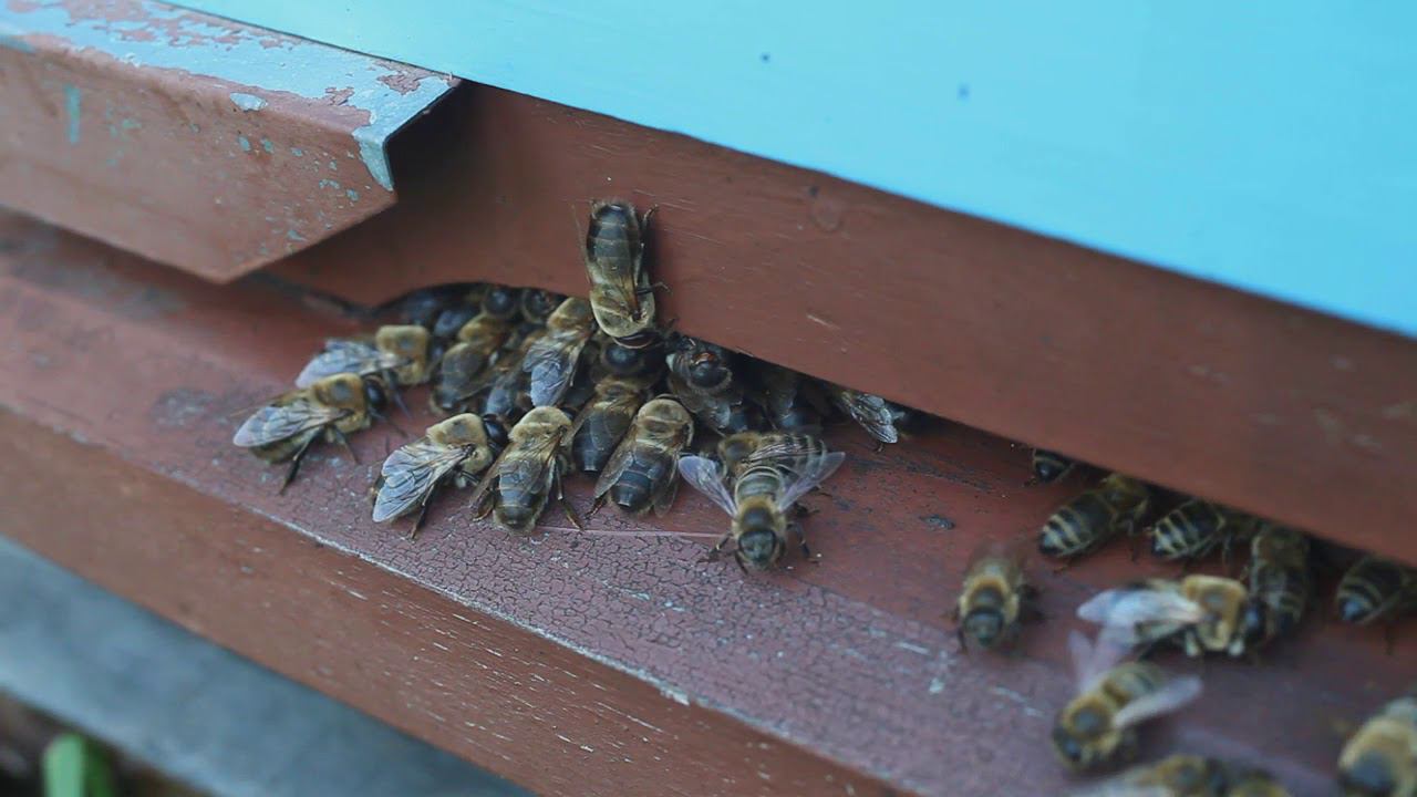 Пчелы гонят трутня смотреть онлайн