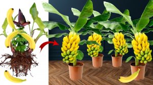 ШОК! БАНАНЫ ДОМА - ИНСТРУКЦИЯ ПО ВЫРАЩИВАНИЮ Бананового дерева