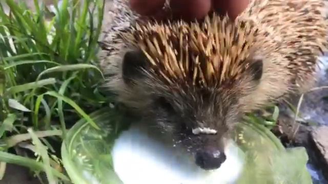Самое милое видео 😍😍😍 Ежик пьет молоко смотреть онлайн