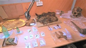 Во время сургутской археологической экспедиции найдены древнее кладбище и множество артефактов