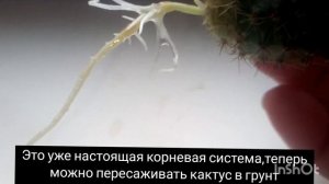 Как вырастить корни у кактуса в воде.