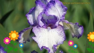 Ирис германский Осенний Цирк. Краткий обзор, описание характеристик iris germanica Autumn Circus