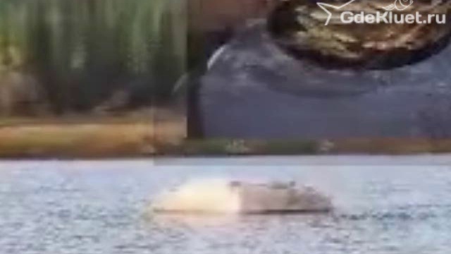 Сказочная тайга