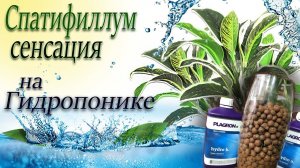 Спатифиллум СЕНСАЦИЯ пересадка