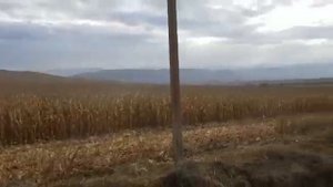 Палессе GS-1218 на уборке кукурузы с жатками olimac drago и rostselmash  палессе 2020  .