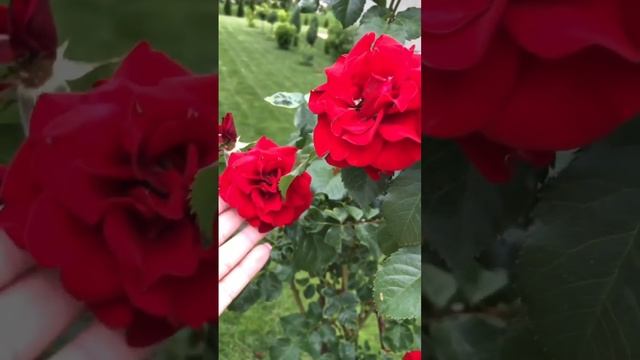 Зачем мне Монако? Роза Нина Вейбул ❤️ #garden #розы #roses #розывсаду #розарий