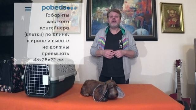 Как перевозить с собаку в самолете. Подготовка документов и питомца к полету. Цвергшнауцер Буня.
