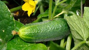 Молоко и йод для огурцов. Супер средство !!