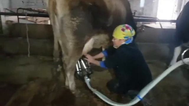 Немецкий доильный аппарат смотреть онлайн