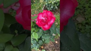 Роза -Many Congratulations 🎉 ( Много поздравлений)