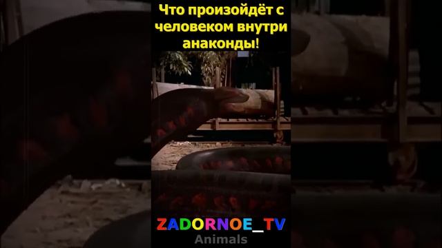 Человек внутри анаконды!