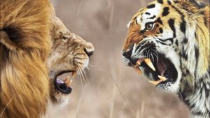 Тигр против Льва!Tiger vs Lion!