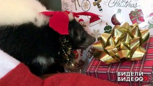 Скунсы тоже любят подарки! Видели видео? Фрагмент выпуска от 03.01.2020