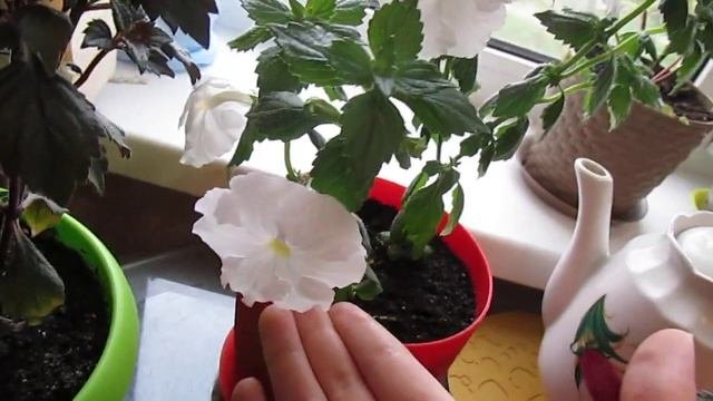 Зацветают...ахименесы, эписция, колерия!