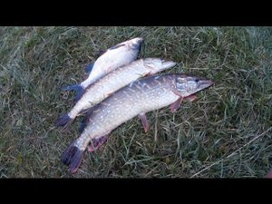 За щукой - 8 + 9! Закрытие сезона. Ловля щуки троллингом в октябре. For pike!