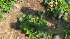 Клубника ТОКИО сорт с розовым цветом цветков