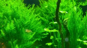 Креветки амано снова в деле! Лучшие поедатели нитчатки и других водорослей. Санитары аквариума №1!