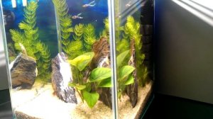 Оформление аквариума на 10литров