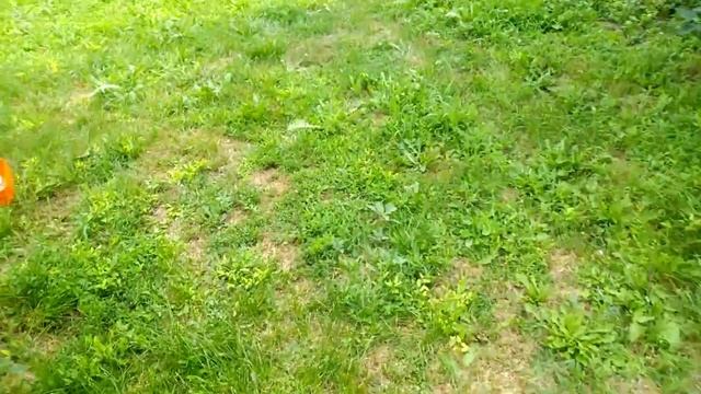 Дачное / Сбор красной смородины / ленточный полив