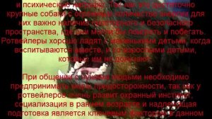 ратвейлер описание породы содержание и уход