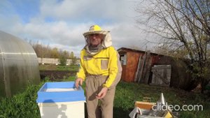 Работа со среднерусскими пчёлами.