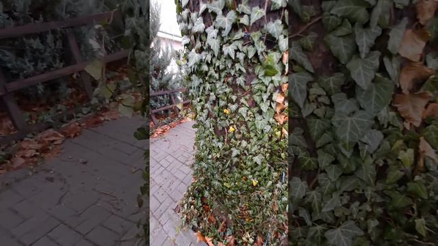 Ядовитый плющ смотреть онлайн