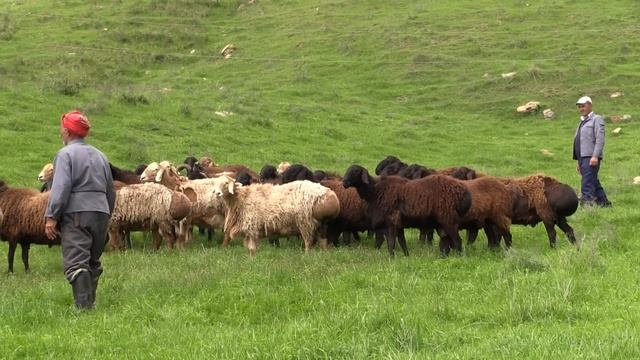 Гиссарские овцы  хозяйства Баракат в Гиссарских горах весной