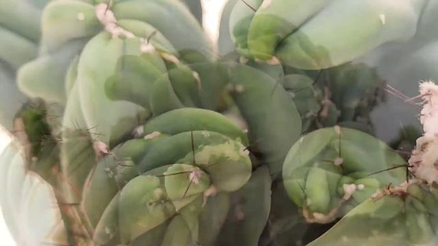 Cereus peruvianus f. mostruosa crestata смотреть онлайн