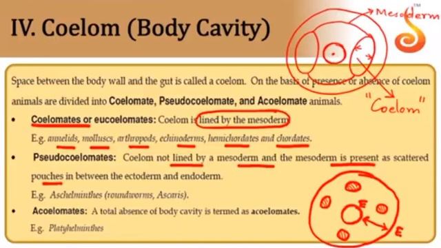 Deeksha Online | NEET | Biology | Synopsis | 04-04-2020 смотреть онлайн