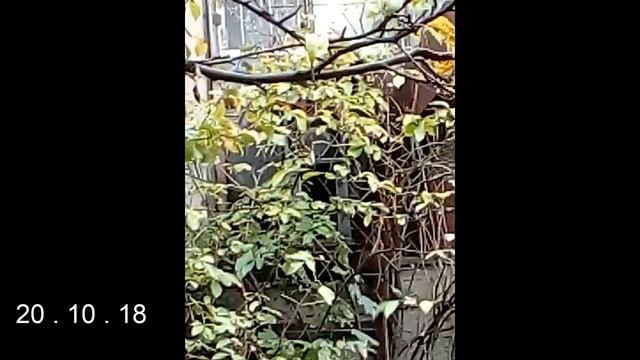 ОЧЕНЬ ШУМНЫЙ Вентилятор Центробежный Радиальный на ЛВЗ СПИ РВВК Калининград 20.10.2018